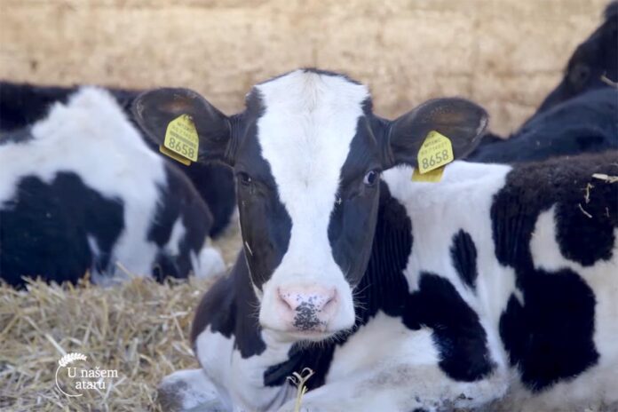 krava Agrosaveti farma krava proizvodnja mleka Bohus 02