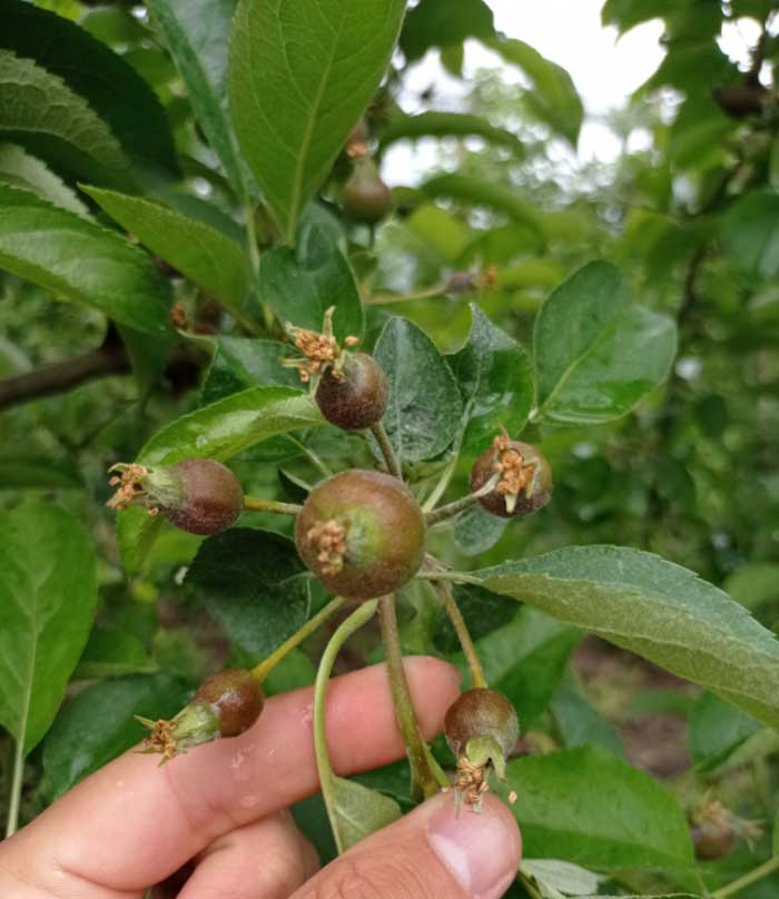 Agrosaveti galenika fitofarmacija proreda jabuke 02