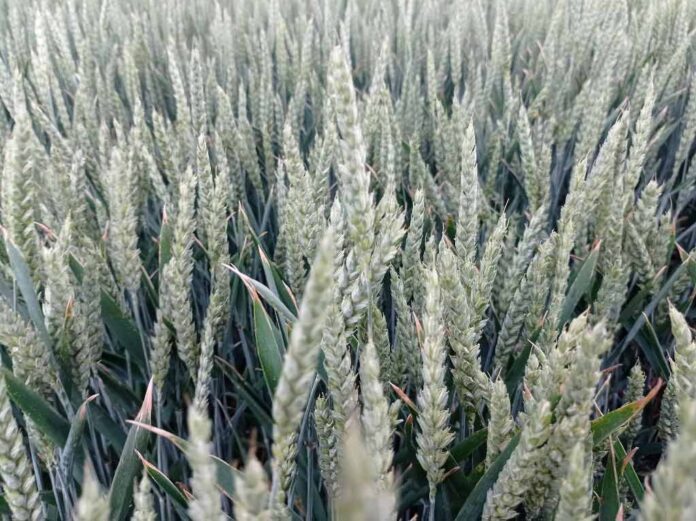 Agrosaveti galenika fitofarmacija psenica 01 Agrosaveti galenika fitofarmacija psenica 01