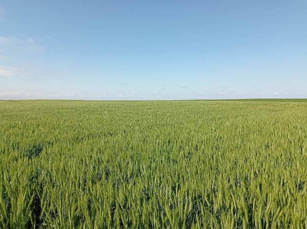Agrosaveti galenika fitofarmacija psenica 02