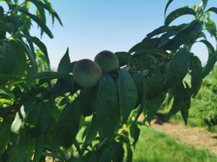 Agrosaveti galenika fitofarmacija zastita breskve i nektarine 01 Agrosaveti galenika fitofarmacija zastita breskve i nektarine 01