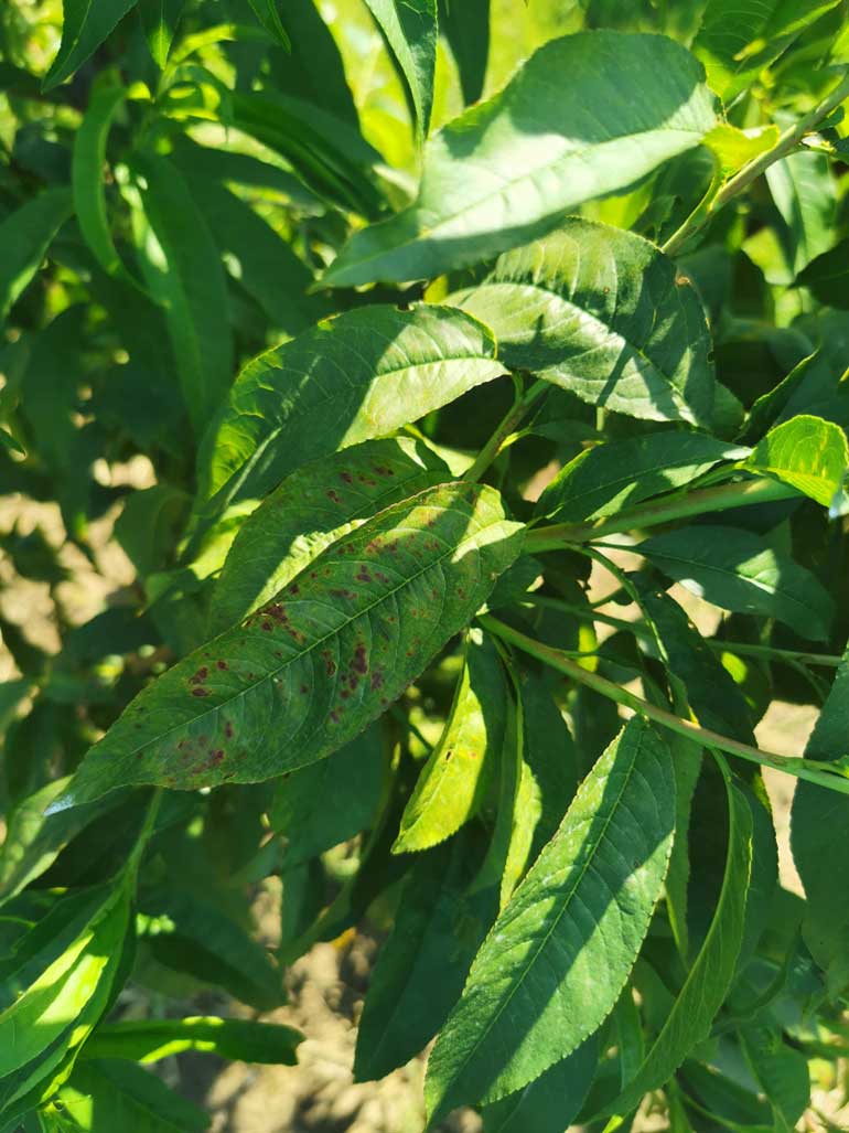 Agrosaveti galenika fitofarmacija zastita breskve i nektarine 02