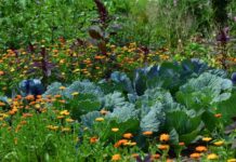 Planiranje bašte – plodored je važan, čak i u malim baštama basta