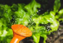 Rastvor od belog luka: Savršena zaštita za povrće zalivanje prihrana povrce