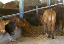 Farma angus goveda u Gložanu Agrosaveti farma angus goveda 02