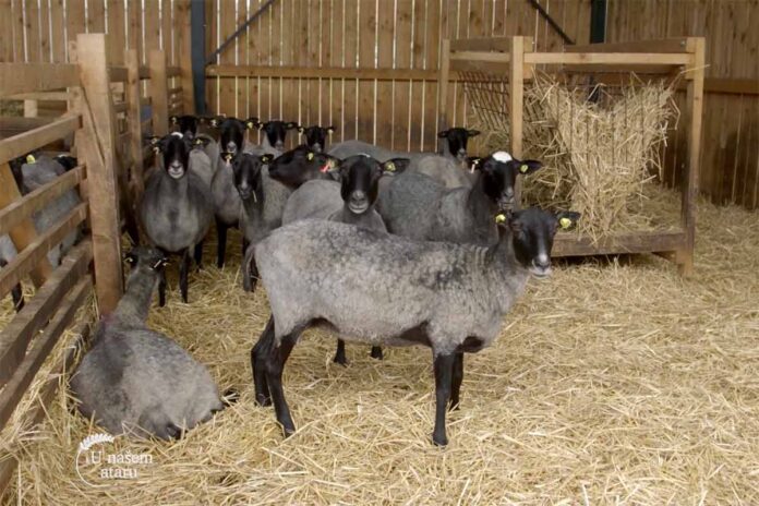 Agrosaveti farma ovaca Gibarac 02