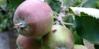 Agrosaveti galenika fitofarmacija jabukin smotavac