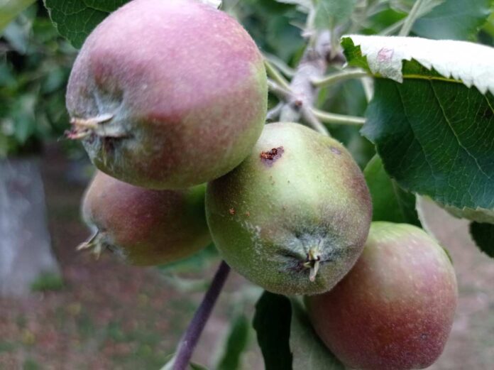 Agrosaveti galenika fitofarmacija jabukin smotavac