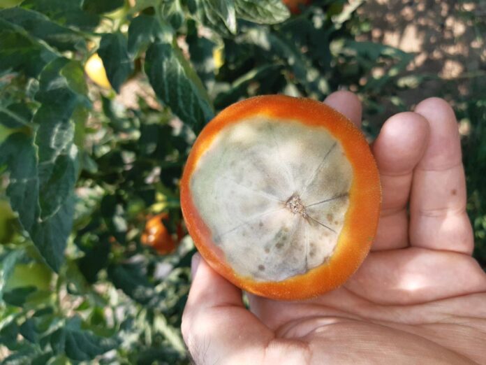 Agrosaveti galenika fitofarmacija suva trulez na plodu paradajza 02
