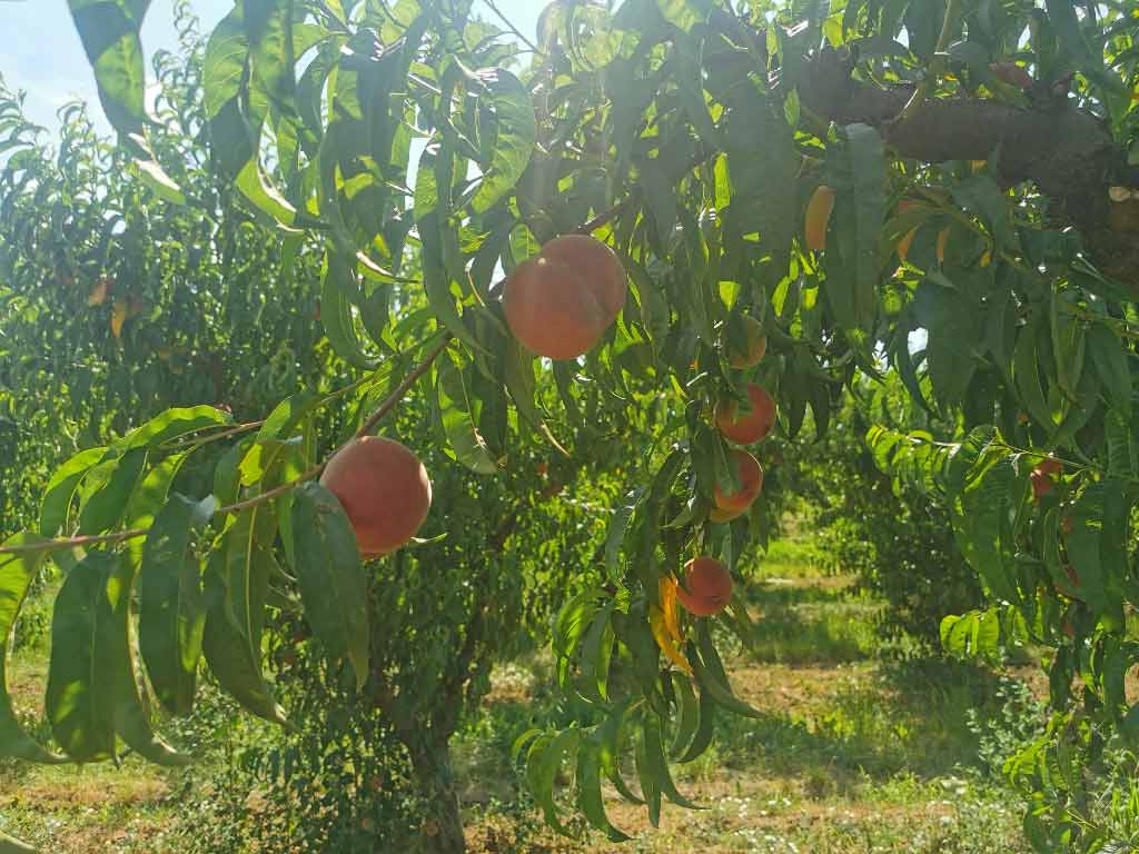 Agrosaveti galenika fitofarmacija zastita breskve i nektarine 01