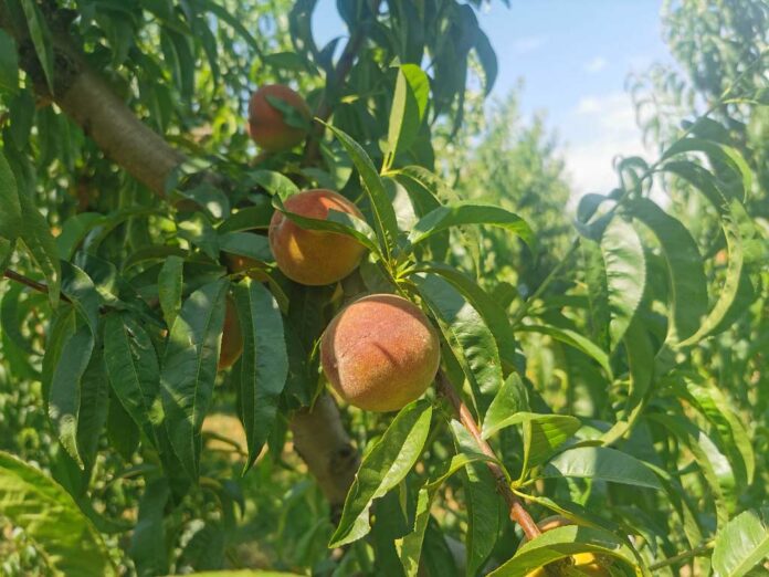 Agrosaveti galenika fitofarmacija zastita breskve i nektarine 02 Agrosaveti galenika fitofarmacija zastita breskve i nektarine 02