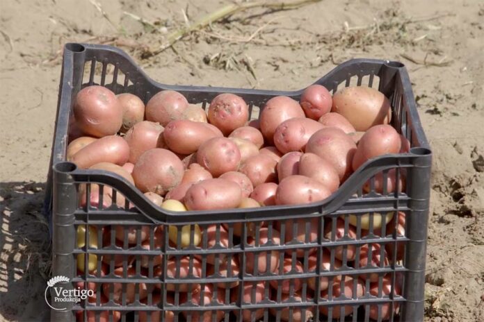 Agrosaveti krompir pesak Hajdukovo 03