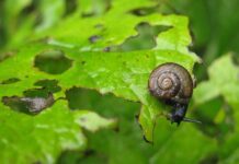 Nakon kiše – puževi! Kako ih se rešiti puž