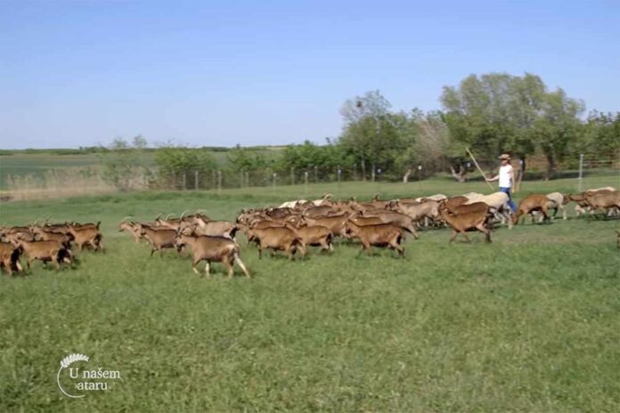 Agrosaveti farma koza proizvodnja sira Hedjesi 03
