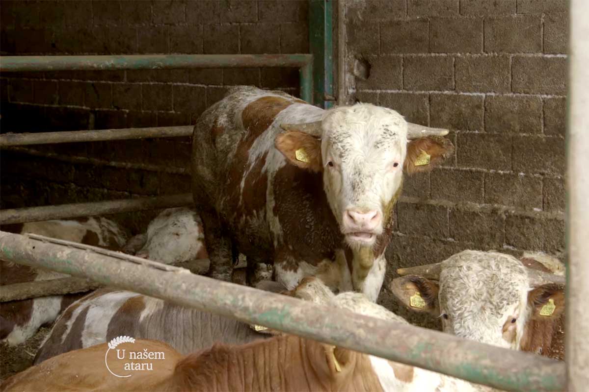 Agrosaveti farma krava Matijevic Erdevik 02