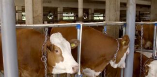 Agrosaveti proizvodjaci mleka u teskoj situaciji 01