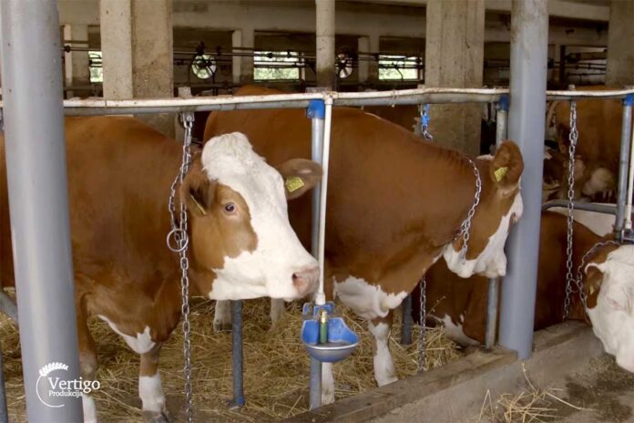 Agrosaveti proizvodjaci mleka u teskoj situaciji 01 Agrosaveti proizvodjaci mleka u teskoj situaciji 01