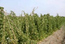 Proizvodnja boranije u selu Glogonj Agrosaveti proizvodnja boranije Glogonj 01