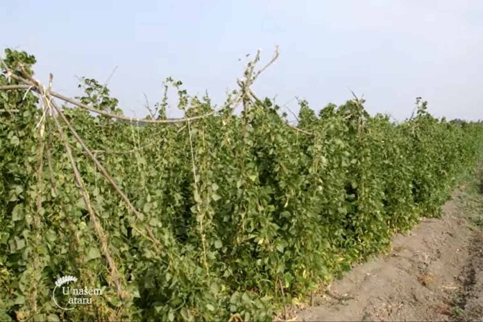Agrosaveti proizvodnja boranije Glogonj 01