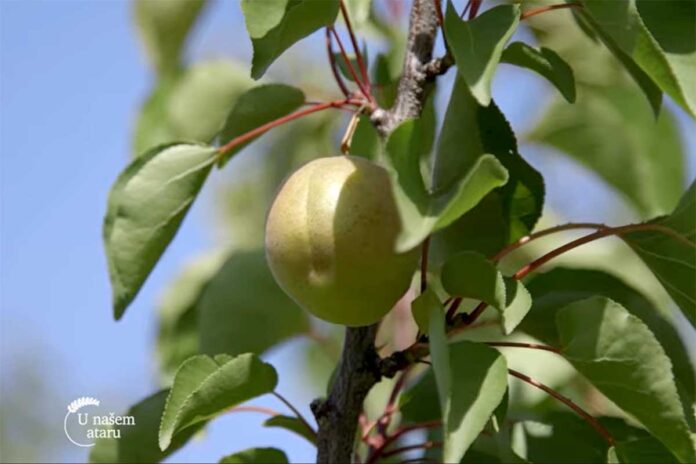 Agrosaveti proizvodnja kajsija Somodji 03 Agrosaveti proizvodnja kajsija Somodji 03