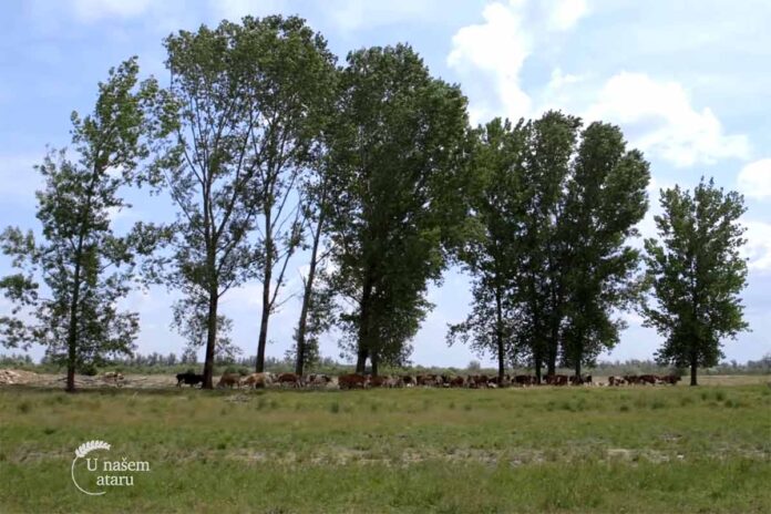 Agrosaveti sistem krava tele Belegis 01