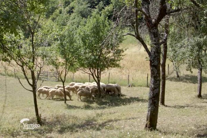 Agrosaveti uzgoj ovaca mangulice Goc 02 Agrosaveti uzgoj ovaca mangulice Goc 02