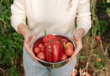 Biraš i bereš sam: Bračni par iz Gadžinog Hana ponudili samousluživanje u plastenicima paradajz paprika