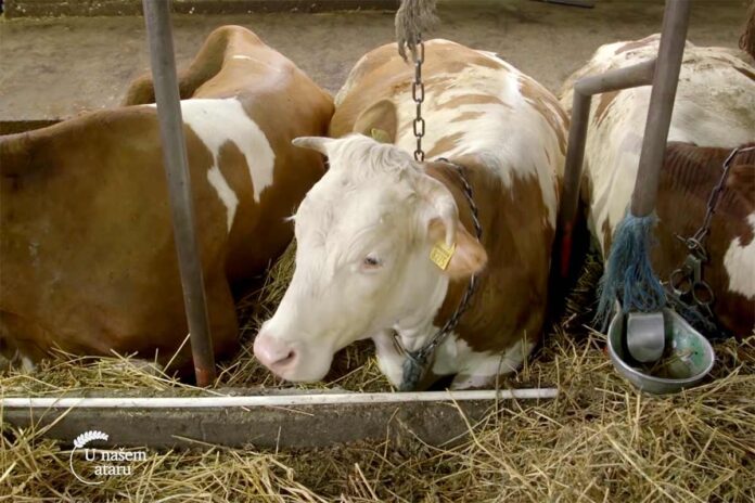 Agrosaveti farma krava Banatski Dvor 03