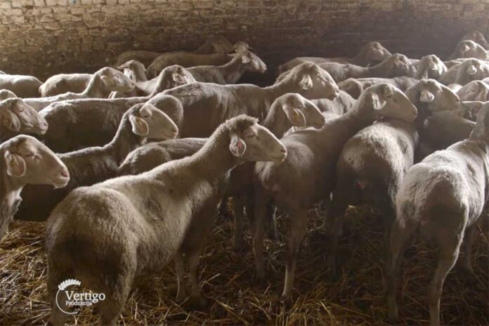 Agrosaveti farma ovaca Aleksandrovo 01