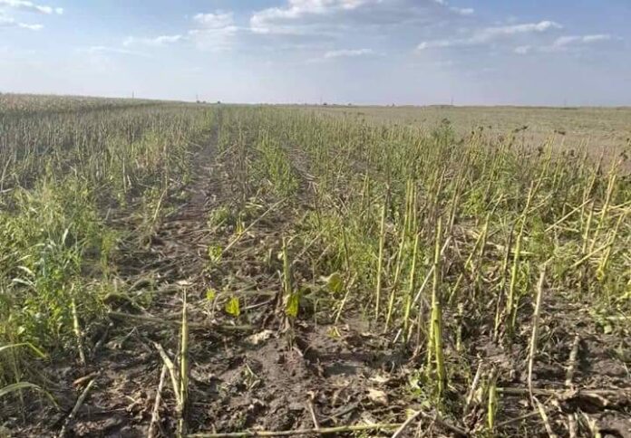 Agrosaveti kradja suncokreta 01 Agrosaveti kradja suncokreta 01