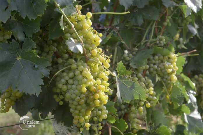 Agrosaveti proizvodnja vina Banatski Karlovci 04