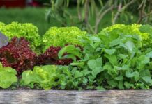 Francusko intenzivno baštovanstvo: Zdrav uzgoj, više hrane! salata