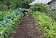 Udvostručite prinos povrća u bašti primenom ove 3 tehnike setve/sadnje basta