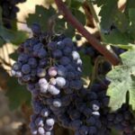 Proizvodnja grožđa i vina u Rivici: Dolazi vreme malih vinara grozdje