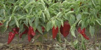 paprika