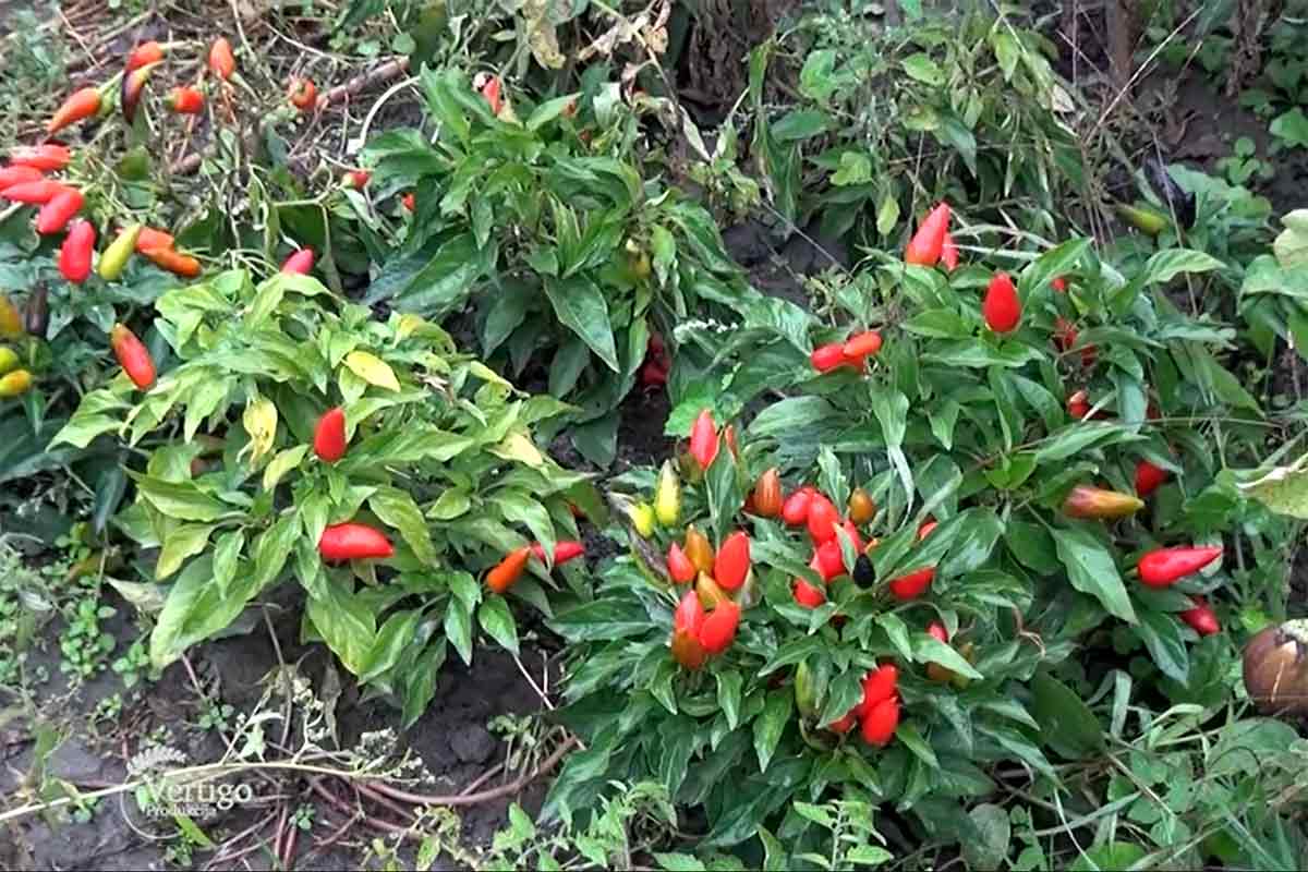 Agrosaveti proizvodnja neobicnog povrca 02