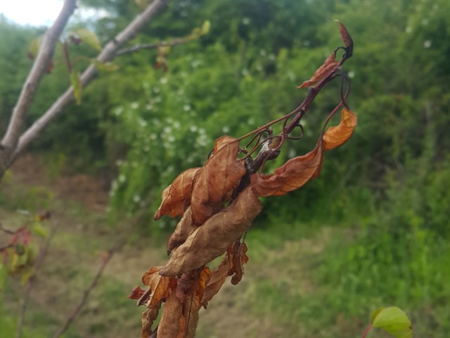 bakterioza kosticavo voce bakterioza kosticavo voce