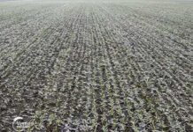 Agrosaveti aktuelno stanje psenice Juzni Banat 01