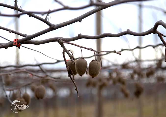 Agrosaveti organski uzgoj kivija Temerin 01