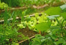 Istina i mitovi o praksama u eko baštovanstvu basta