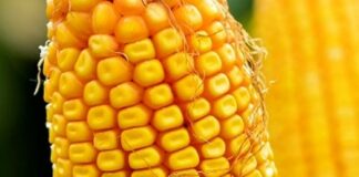 dekalb hibrid kukuruz