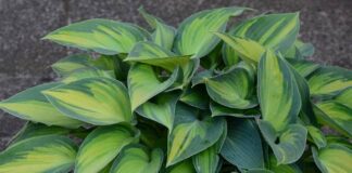 hosta