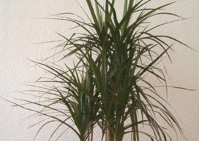 DRACENA i PRESAIVANJE u veu saksiju na SIGURAN NAIN - Agro saveti