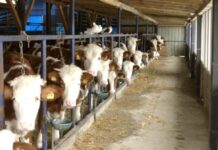 krave farma krava