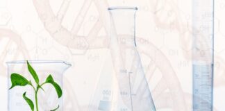 GMO