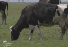 krave