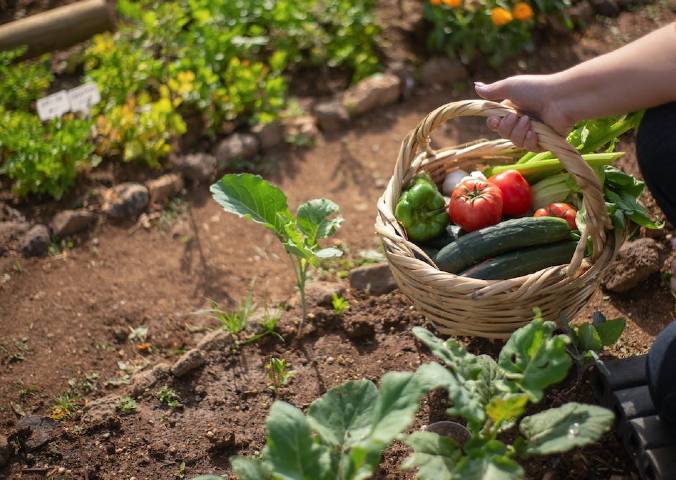 bašta jesen basta jesen