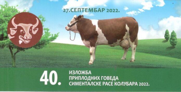 izlozba simentalaca kolubara 2022 izlozba simentalaca kolubara 2022