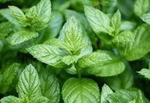 nana menta