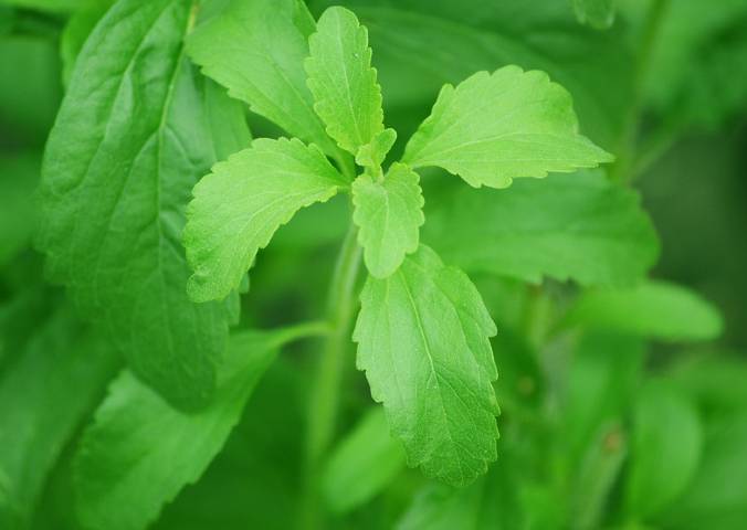 stevia stevia
